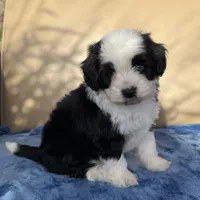 Kaynu Toy Aussipoo, a male Poodle - Toy  and Toy Australian Shepherd for sale in Honolulu, HI – 3 of 3