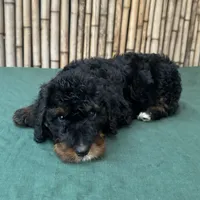 processed/0458dfb4-509b-4288-9aa4-3dc902da5339/listing/2602454a-3685-4a32-833f-73223ef04112/626e5400-9ed6-46c0-b910-4fe1e1c5f521