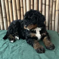 processed/0458dfb4-509b-4288-9aa4-3dc902da5339/listing/2602454a-3685-4a32-833f-73223ef04112/d9cf5379-04c6-494c-8286-b0b67777d28e