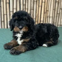 processed/0458dfb4-509b-4288-9aa4-3dc902da5339/listing/2602454a-3685-4a32-833f-73223ef04112/e3737929-2369-40fd-900f-496fb6f4808b