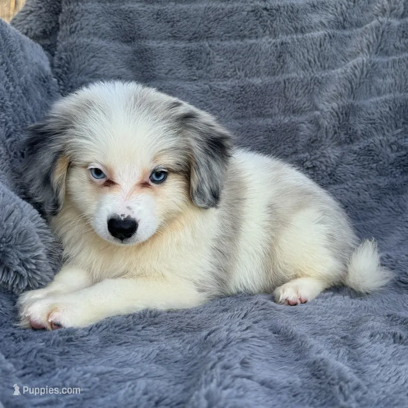 Legolas – Toy Australian Shepherd, Miniature Bernedoodle puppy for sale in Honolulu, HI