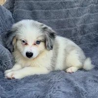 Legolas, a male Toy Australian Shepherd and Miniature Bernedoodle for sale in Honolulu, HI – 1 of 8