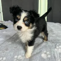 Susie blue eyes, a female Toy Australian Shepherd for sale in Honolulu, HI – Photo 2 of 5