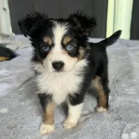 Susie blue eyes, a female Toy Australian Shepherd for sale in Honolulu, HI – Photo 1 of 5