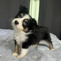 Susie blue eyes, a female Toy Australian Shepherd for sale in Honolulu, HI – Photo 4 of 5
