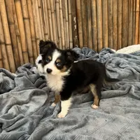 Susie blue eyes, a female Toy Australian Shepherd for sale in Honolulu, HI – Photo 5 of 5