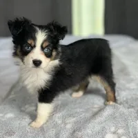 Susie blue eyes, a female Toy Australian Shepherd for sale in Honolulu, HI – Photo 3 of 5