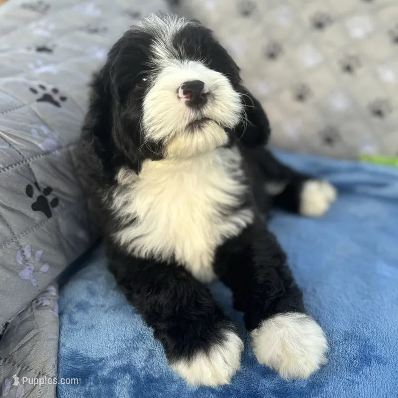 Moana – Portuguese Water Dog puppy for sale in Honolulu, HI