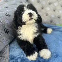 Moana, a female Portuguese Water Dog for sale in Honolulu, HI – 1 of 5