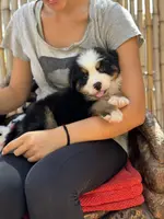 Toffee, a male Bernese Mountain Dog for sale in Honolulu, HI – Photo 7 of 7