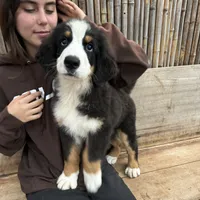 Toffee, a male Bernese Mountain Dog for sale in Honolulu, HI – Photo 4 of 7