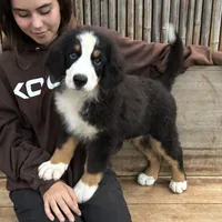 Toffee, a male Bernese Mountain Dog for sale in Honolulu, HI – Photo 3 of 7