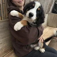 Toffee, a male Bernese Mountain Dog for sale in Honolulu, HI – Photo 2 of 7