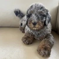 Maya blue Merle , a female Bernedoodle for sale in Honolulu, HI – 5 of 5