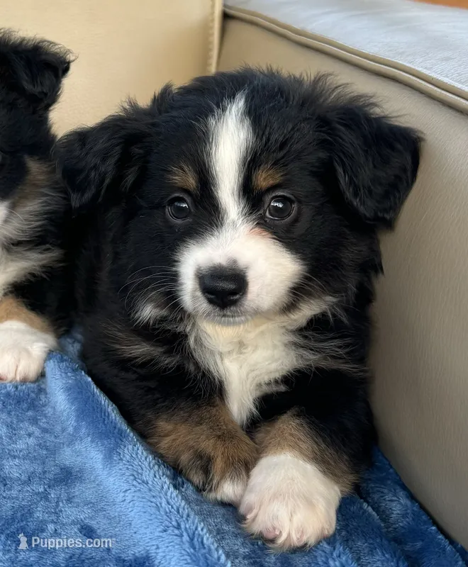 Tessa – Toy Australian Shepherd puppy for sale in Honolulu, HI
