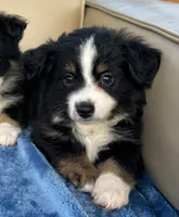 Tessa, a female Toy Australian Shepherd for sale in Honolulu, HI – 1 of 6
