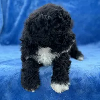 Makai, a male Portuguese Water Dog for sale in Honolulu, HI – 4 of 4