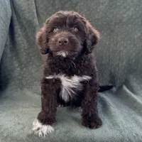 AKC Nalo, a male Portuguese Water Dog for sale in Honolulu, HI – 3 of 4