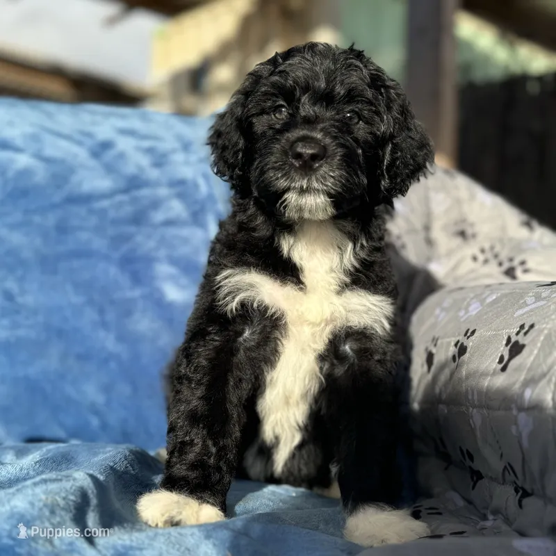 Maile  – Portuguese Water Dog puppy for sale in Honolulu, HI