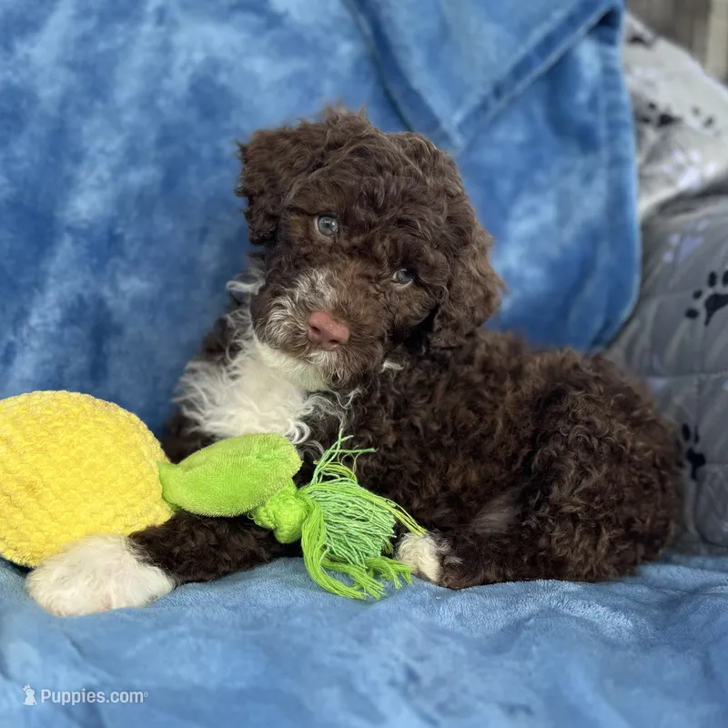 Malia – Portuguese Water Dog puppy for sale in Honolulu, HI