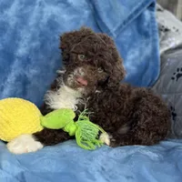 Malia, a female Portuguese Water Dog for sale in Honolulu, HI – 1 of 4