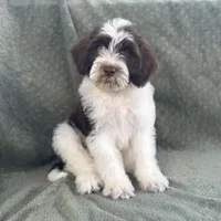 AKC Nixon, a male Portuguese Water Dog for sale in Honolulu, HI – 2 of 7