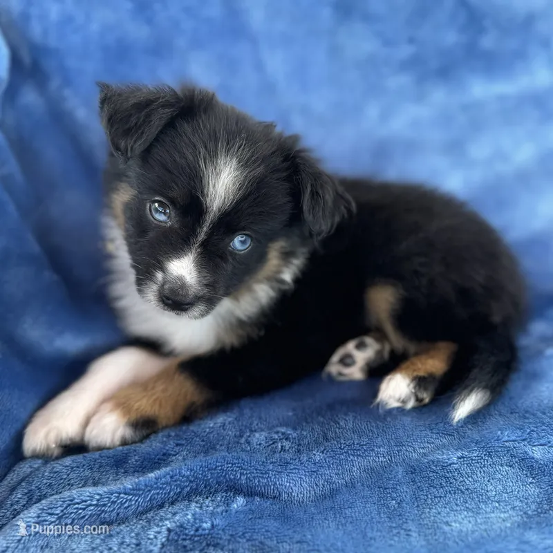 Pachi  – Toy Australian Shepherd puppy for sale in Honolulu, HI