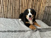 processed/0458dfb4-509b-4288-9aa4-3dc902da5339/listing/3825920c-289c-4d67-ba14-a7beb46fb563/819e3f25-2310-4967-9750-43082da84cb2