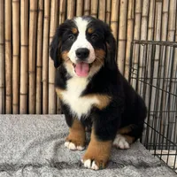 processed/0458dfb4-509b-4288-9aa4-3dc902da5339/listing/3825920c-289c-4d67-ba14-a7beb46fb563/81f1ffd7-a70e-40ad-b559-589680f8e26f