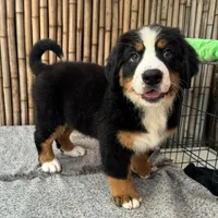 processed/0458dfb4-509b-4288-9aa4-3dc902da5339/listing/3825920c-289c-4d67-ba14-a7beb46fb563/935a3a65-36bd-472e-a837-866ba63052d1