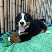 processed/0458dfb4-509b-4288-9aa4-3dc902da5339/listing/3825920c-289c-4d67-ba14-a7beb46fb563/b74ed6d1-3bdf-4a5d-9e40-5cc71eb854db