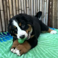 processed/0458dfb4-509b-4288-9aa4-3dc902da5339/listing/3825920c-289c-4d67-ba14-a7beb46fb563/f11164ae-044a-44d2-b53d-cc8e524071f8