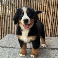 processed/0458dfb4-509b-4288-9aa4-3dc902da5339/listing/3825920c-289c-4d67-ba14-a7beb46fb563/fc52bedb-0b58-4a39-b5ce-308e02bdc61b