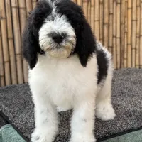 Sprite Male Medium, a male Poodle - Standard  for sale in Honolulu, HI – Photo 2 of 5