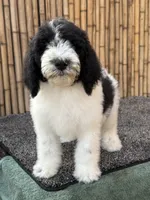 processed/0458dfb4-509b-4288-9aa4-3dc902da5339/listing/387679f3-935e-423b-a896-eb4402caeaac/0e106456-9ed2-431d-a42b-646714a2fade