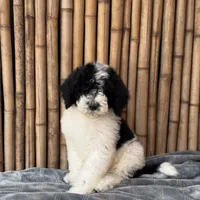 Sprite Male Medium, a male Poodle - Standard  for sale in Honolulu, HI – Photo 5 of 5