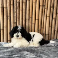 Sprite Male Medium, a male Poodle - Standard  for sale in Honolulu, HI – Photo 4 of 5