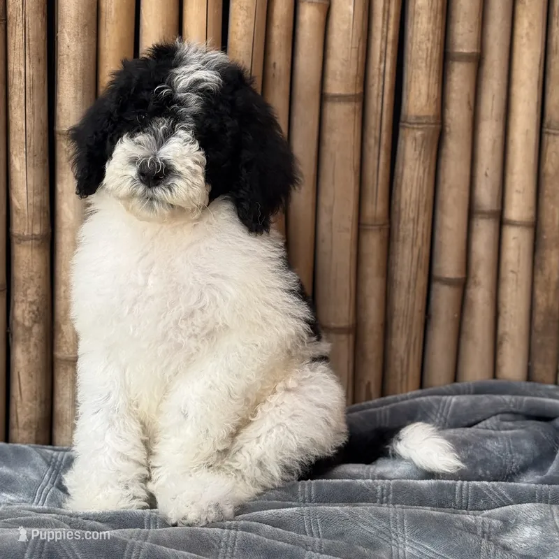 Sprite Male Medium – Poodle - Standard  puppy for sale in Honolulu, HI