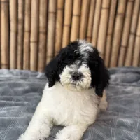 Sprite Male Medium, a male Poodle - Standard  for sale in Honolulu, HI – Photo 3 of 5