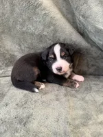 Teddy, a male Toy Australian Shepherd for sale in Honolulu, HI – 2 of 4