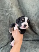 Teddy, a male Toy Australian Shepherd for sale in Honolulu, HI – 3 of 4