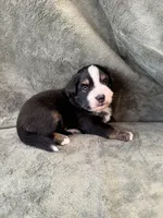 Teddy, a male Toy Australian Shepherd for sale in Honolulu, HI – 1 of 4