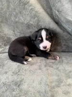 Teddy, a male Toy Australian Shepherd for sale in Honolulu, HI – 4 of 4