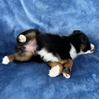 Neha Guardian home, a female Toy Australian Shepherd for sale in Honolulu, HI – 4 of 5