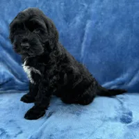 Makoa, a male Portuguese Water Dog for sale in Honolulu, HI – 2 of 3