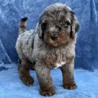 Maya blue Merle , a female Bernedoodle for sale in Honolulu, HI – 1 of 5