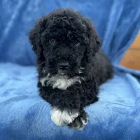 Makai, a male Portuguese Water Dog for sale in Honolulu, HI – 3 of 4