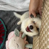 Legolas, a male Toy Australian Shepherd and Miniature Bernedoodle for sale in Honolulu, HI – 5 of 8