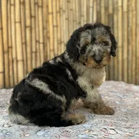 processed/0458dfb4-509b-4288-9aa4-3dc902da5339/listing/42d65960-d9d4-428f-ad9f-516c6ed7ff64/43bc6e7e-2893-43fc-ad96-44d58dbb382f