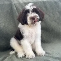 AKC Nixon, a male Portuguese Water Dog for sale in Honolulu, HI – 7 of 7